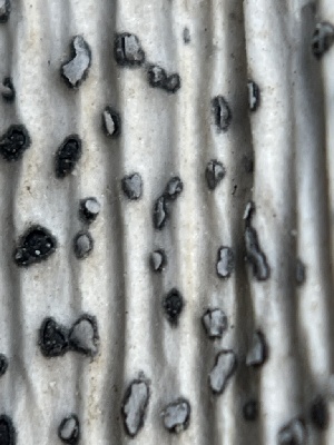  ( - FDS-CA-02424)  @11 [ ] by-nc (2024) Jaren Hockert Fungal Diversity Survey
