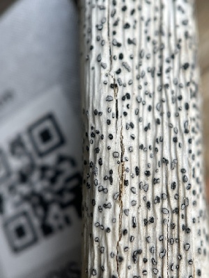  ( - FDS-CA-02424)  @11 [ ] by-nc (2024) Jaren Hockert Fungal Diversity Survey