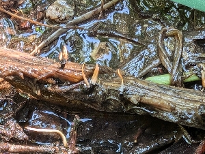  (Xylaria sp. CA04 - FDS-CA-03900)  @11 [ ] by-nc (2024) Stu Pickell Fungal Diversity Survey