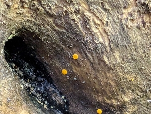  (Miladina - FDS-CA-03895)  @11 [ ] by-nc (2024) Stu Pickell Fungal Diversity Survey