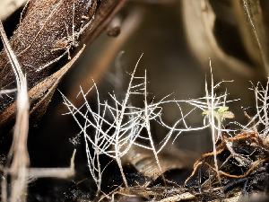  (Pterulicium sp. CA02 - FDS-CA-06806)  @11 [ ] by-nc (2024) Stu Pickell Fungal Diversity Survey