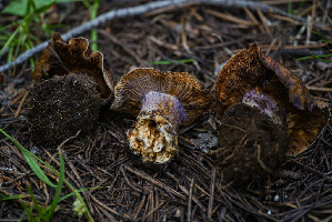  ( - FDS-CA-05481)  @11 [ ] by-nc (2024) Unspecified Fungal Diversity Survey