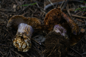  ( - FDS-CA-05481)  @11 [ ] by-nc (2024) Unspecified Fungal Diversity Survey
