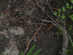  ( - FDS-CA-04996)  @11 [ ] by (2024) Justin Paulin Fungal Diversity Survey