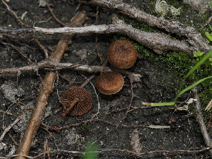  ( - FDS-CA-04996)  @11 [ ] by (2024) Justin Paulin Fungal Diversity Survey