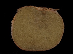  ( - FDS-CA-04997)  @11 [ ] by (2024) Justin Paulin Fungal Diversity Survey