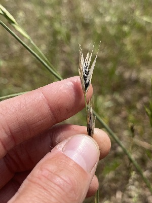  ( - FDS-CA-04825)  @11 [ ] by-nc (2024) Dean Lyons Fungal Diversity Survey