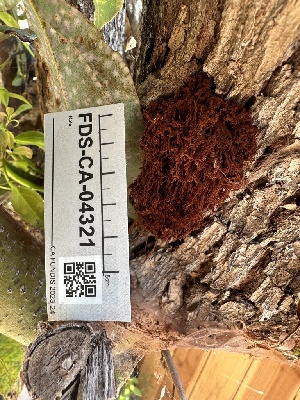  (Inonotus sp. CA01 - FDS-CA-04321)  @11 [ ] by-nc (2024) Aaron Tupac Fungal Diversity Survey