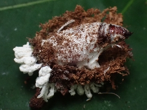  (Cordyceps - FDS-CA-05110)  @11 [ ] by (2024) Mandy Hackney Fungal Diversity Survey