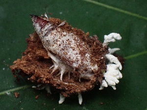  ( - FDS-CA-05110)  @11 [ ] by (2024) Mandy Hackney Fungal Diversity Survey