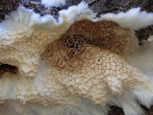  (Trichaptum sp. abietinum-PNW03 - FDS-CA-02434)  @11 [ ] by-nc (2024) Jaren Hockert Fungal Diversity Survey