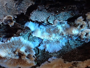  ( - FDS-CA-02434)  @11 [ ] by-nc (2024) Jaren Hockert Fungal Diversity Survey