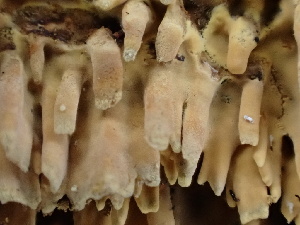  ( - FDS-CA-02430)  @11 [ ] by-nc (2024) Jaren Hockert Fungal Diversity Survey