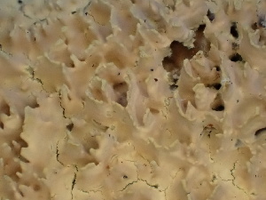  ( - FDS-CA-02430)  @11 [ ] by-nc (2024) Jaren Hockert Fungal Diversity Survey