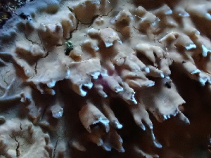  ( - FDS-CA-02430)  @11 [ ] by-nc (2024) Jaren Hockert Fungal Diversity Survey