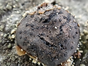  (Diatrype sp. CA04 - FDS-CA-02428)  @11 [ ] by-nc (2024) Jaren Hockert Fungal Diversity Survey