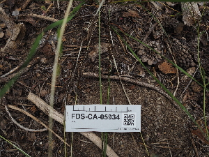  (Tranzscheliella minima - FDS-CA-05934)  @11 [ ] by-nc (2024) Fresno Mycology Society Fungal Diversity Survey