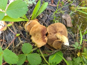  ( - FDS-CA-05937)  @11 [ ] by-nc (2024) Fresno Mycology Society Fungal Diversity Survey
