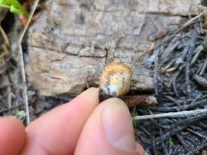  ( - FDS-CA-05937)  @11 [ ] by-nc (2024) Fresno Mycology Society Fungal Diversity Survey