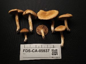  ( - FDS-CA-05937)  @11 [ ] by-nc (2024) Fresno Mycology Society Fungal Diversity Survey