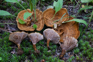  (Coltricia sp. PNW01 - FDS-CA-04828)  @11 [ ] by-nc (2024) Dean Lyons Fungal Diversity Survey
