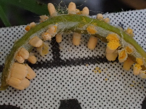  ( - FDS-CA-02439)  @11 [ ] by-nc (2024) Jaren Hockert Fungal Diversity Survey