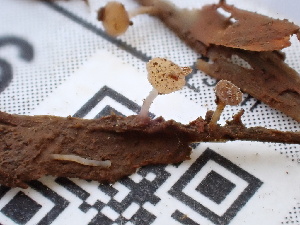  ( - FDS-CA-02436)  @11 [ ] by-nc (2024) Jaren Hockert Fungal Diversity Survey