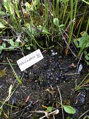  ( - FDS-CA-05029)  @11 [ ] by (2024) Justin Paulin Fungal Diversity Survey