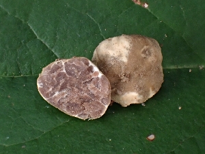  ( - FDS-CA-05150)  @11 [ ] by (2024) Mandy Hackney Fungal Diversity Survey