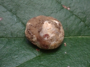  ( - FDS-CA-05150)  @11 [ ] by (2024) Mandy Hackney Fungal Diversity Survey
