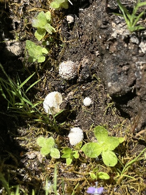  (Bovista californica - FDS-CA-04815)  @11 [ ] by-nc (2024) Dean Lyons Fungal Diversity Survey