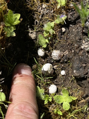  ( - FDS-CA-04815)  @11 [ ] by-nc (2024) Dean Lyons Fungal Diversity Survey