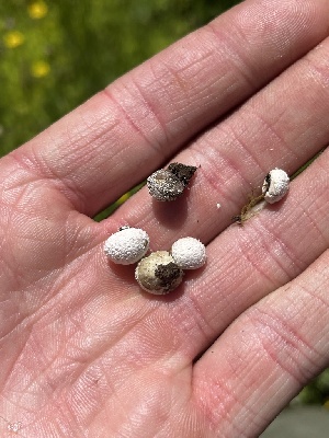  ( - FDS-CA-04815)  @11 [ ] by-nc (2024) Dean Lyons Fungal Diversity Survey