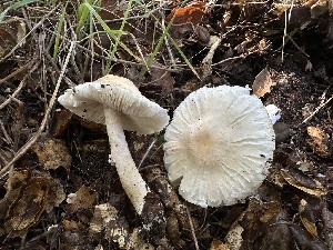  (Leucoagaricus sp. CA19 - HAY-F-006779)  @11 [ ] c (2024) Rudy Diaz Fungal Diversity Survey