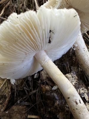  ( - HAY-F-006779)  @11 [ ] c (2024) Rudy Diaz Fungal Diversity Survey