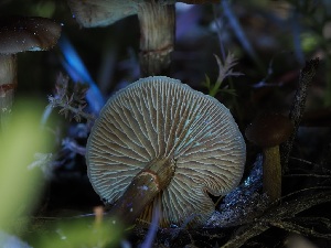  ( - FDS-CA-05008)  @11 [ ] by (2024) Justin Paulin Fungal Diversity Survey