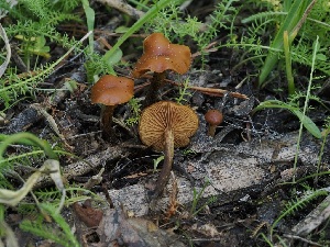  ( - FDS-CA-05008)  @11 [ ] by (2024) Justin Paulin Fungal Diversity Survey