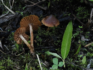  (Cortinarius subsaniosus - FDS-CA-05010)  @11 [ ] by (2024) Justin Paulin Fungal Diversity Survey