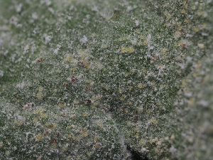  ( - FDS-CA-05016)  @11 [ ] by (2024) Justin Paulin Fungal Diversity Survey