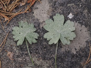  ( - FDS-CA-05016)  @11 [ ] by (2024) Justin Paulin Fungal Diversity Survey