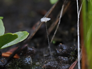  ( - FDS-CA-05029)  @11 [ ] by (2024) Justin Paulin Fungal Diversity Survey