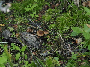  ( - FDS-CA-05028)  @11 [ ] by (2024) Justin Paulin Fungal Diversity Survey