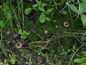  ( - FDS-CA-05028)  @11 [ ] by (2024) Justin Paulin Fungal Diversity Survey