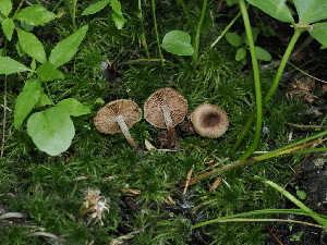  ( - FDS-CA-05028)  @11 [ ] by (2024) Justin Paulin Fungal Diversity Survey