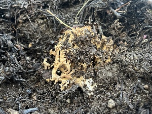  ( - FDS-CA-04818)  @11 [ ] by-nc (2024) Dean Lyons Fungal Diversity Survey