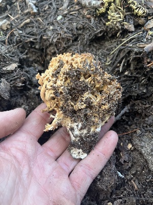  ( - FDS-CA-04818)  @11 [ ] by-nc (2024) Dean Lyons Fungal Diversity Survey