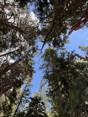  ( - FDS-CA-04818)  @11 [ ] by-nc (2024) Dean Lyons Fungal Diversity Survey