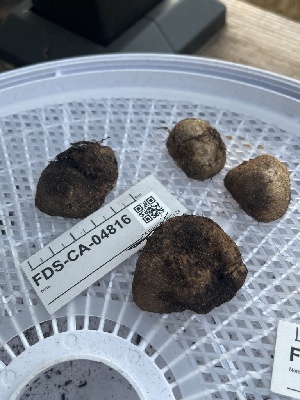  ( - FDS-CA-04816)  @11 [ ] by-nc (2024) Dean Lyons Fungal Diversity Survey