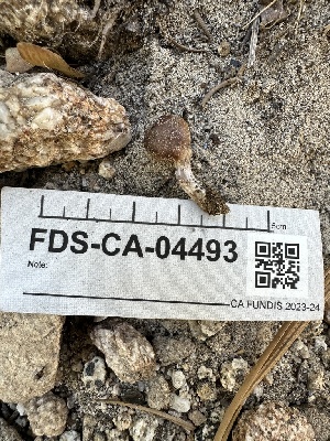  ( - FDS-CA-04493)  @11 [ ] by-nc (2024) Bat Vardeh Fungal Diversity Survey