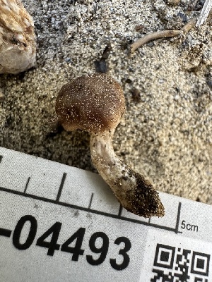  ( - FDS-CA-04493)  @11 [ ] by-nc (2024) Bat Vardeh Fungal Diversity Survey